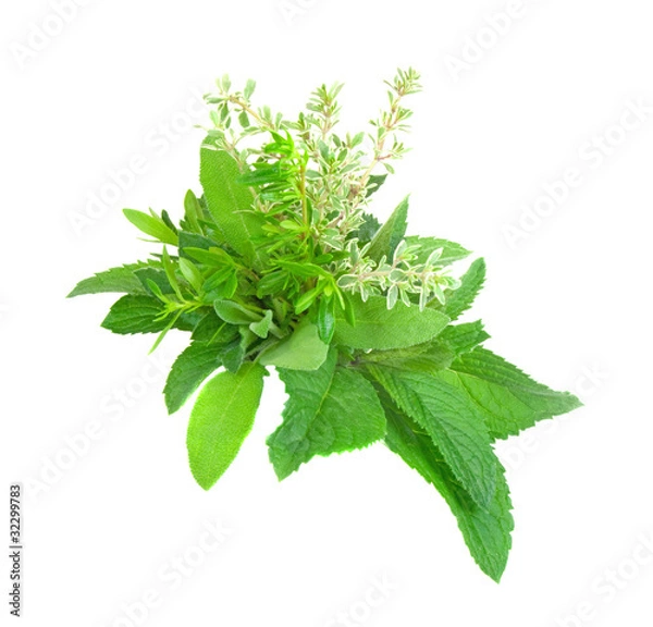 Obraz Frische Kräuter