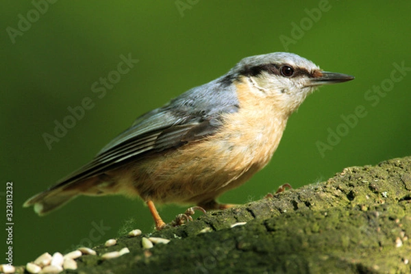 Obraz Single Eurasian Nuthatch bird - latin Sitta europaea - known also as Wood Nuthatch on a tree branch during the spring mating season in wetlands of north-eastern Poland