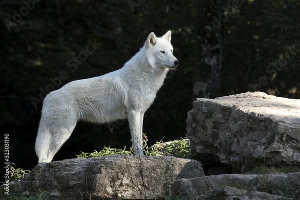 Fototapeta loup blanc