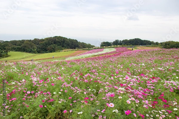 Fototapeta コスモス