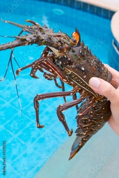 Obraz lobster in the hand
