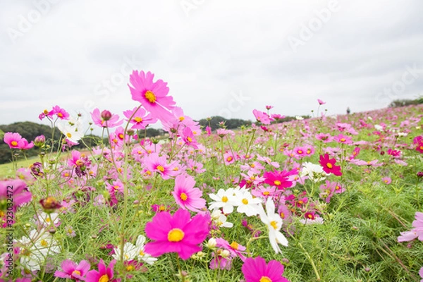 Fototapeta コスモス