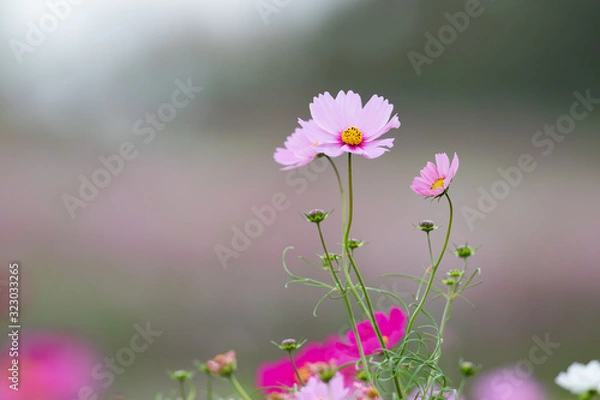 Fototapeta コスモス