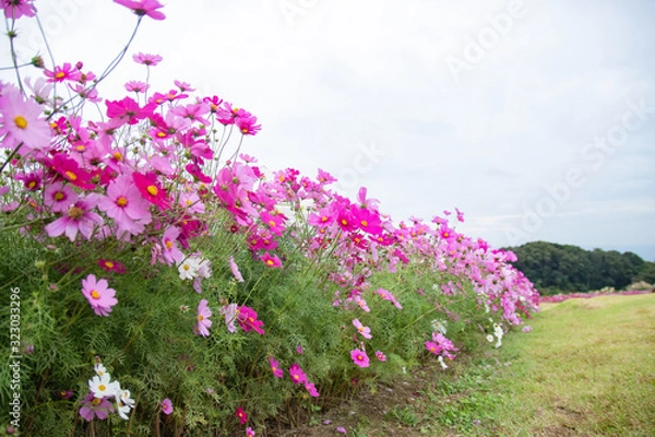 Fototapeta コスモス