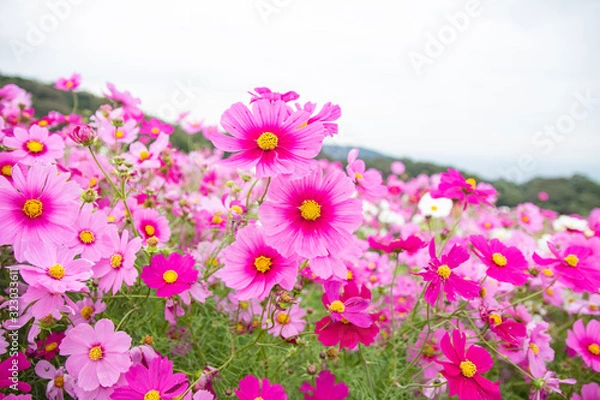 Fototapeta コスモス