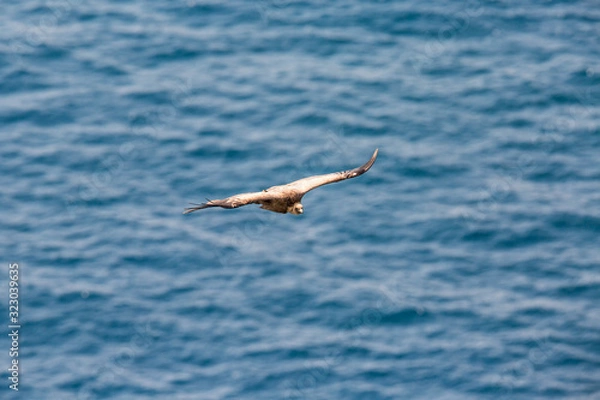 Fototapeta Gänsegeier über dem Meer
