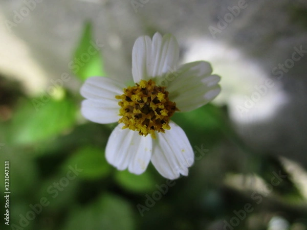 Fototapeta bee on a flower