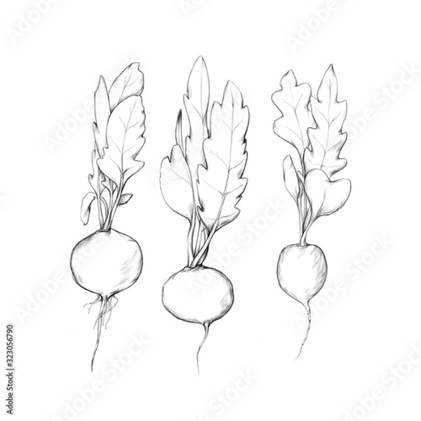 Fototapeta Drei Radieschen