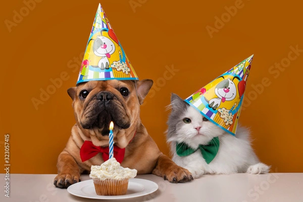 Obraz dog and cat on a yellow isolated background celebrate birthday