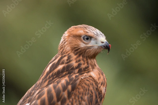 Obraz Buzzard, bird of prey raptor in the wild