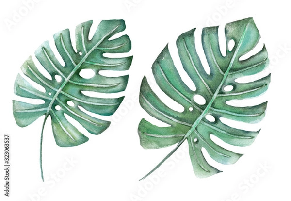 Fototapeta акварельная иллюстрацияm - лист тропического растения монстеры
