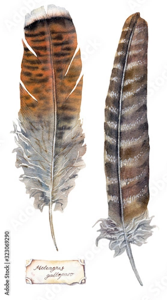 Fototapeta watercolor illustration - large turkey feathers