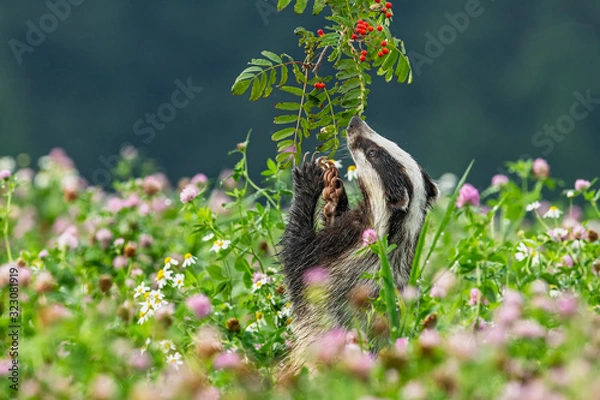 Fototapeta Beautiful European badger (Meles meles - Eurasian badger) in his natural environment in the summer meadow with many flowers