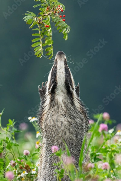 Fototapeta Beautiful European badger (Meles meles - Eurasian badger) in his natural environment in the summer meadow with many flowers