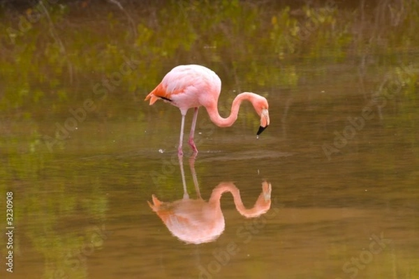 Obraz flamingo