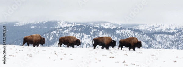 Obraz Yellowstone Bison in Winter Snows