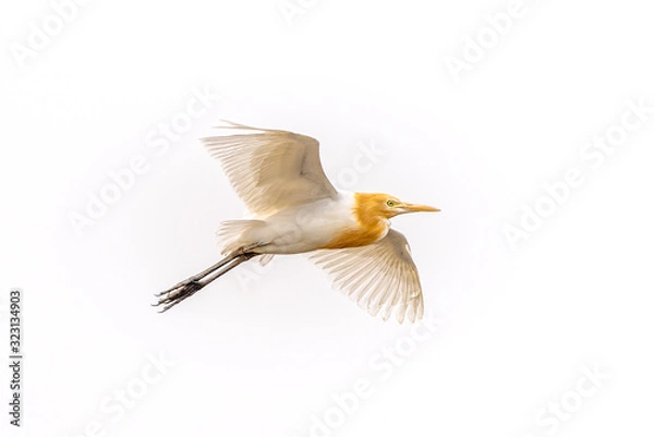 Obraz A flying cattle egret on a white background