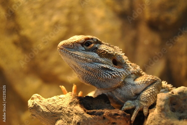 Fototapeta Bartagame