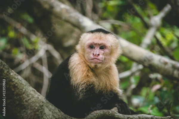 Fototapeta Capuchin monkey sitting on a tree