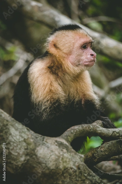 Fototapeta Capuchin monkey sitting on a tree