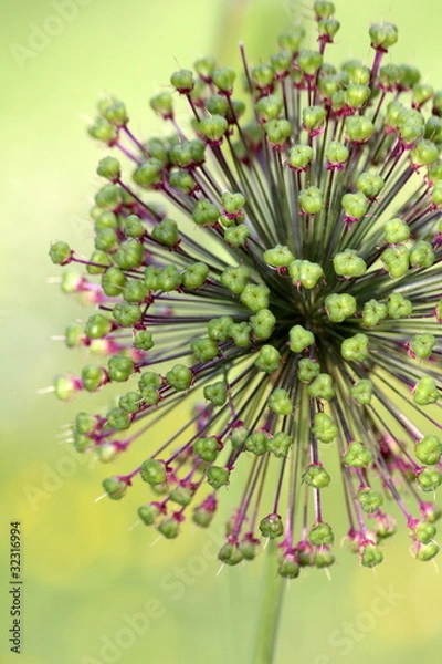 Fototapeta Fleur d'ail