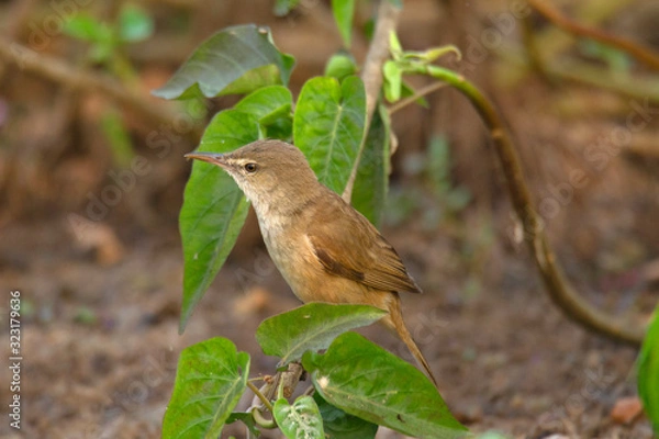 Obraz Eurasian reed warbler,] or  reed warbler, Acrocephalus scirpaceus