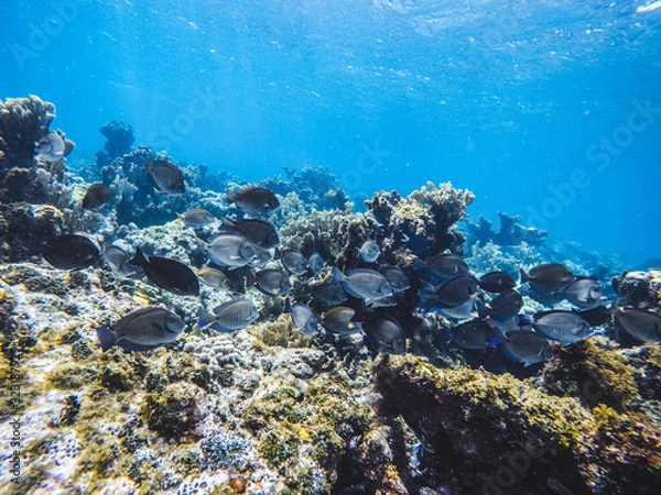 Fototapeta Fish and reef