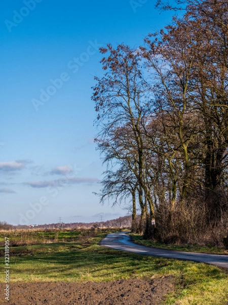 Obraz landscape with trees and blue sky