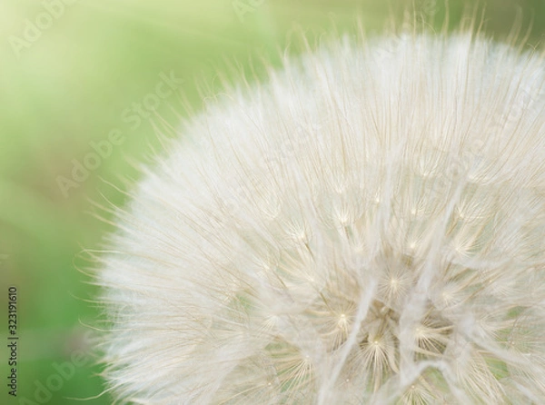 Fototapeta Dandelion fluff macro