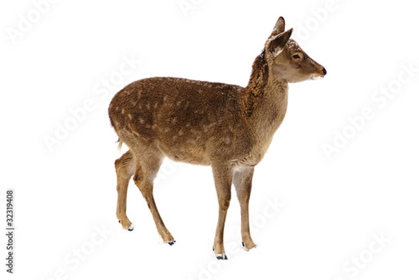 Obraz young deer isolated on white background