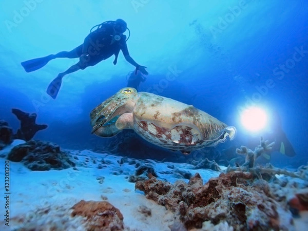Fototapeta Cuttlefish with scuba divers on Great Barrier Reef Australia.