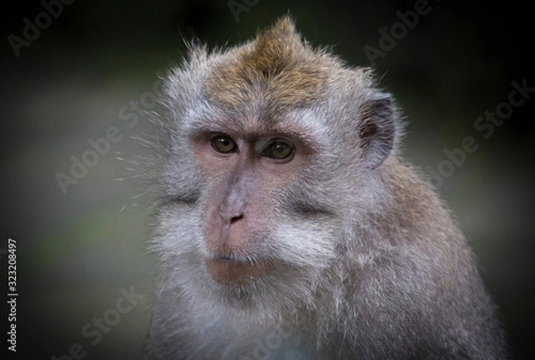 Fototapeta Monkey portarit in Monkey Forest Bali