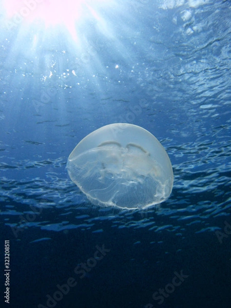 Fototapeta Close up of Moon Jellyfish floating in sun rays. Nice blue background.