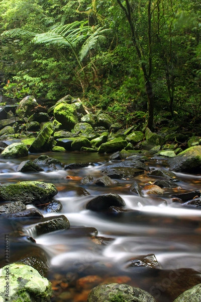 Fototapeta Pristine stream in World Heratige Rainforest inland from Cairns Queensland Australia.
