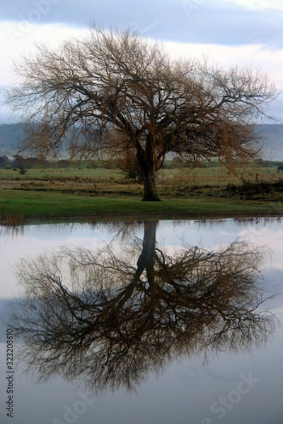 Fototapeta Single Tree reflecting on pond with rural background. Taken in Tasmania Australia.