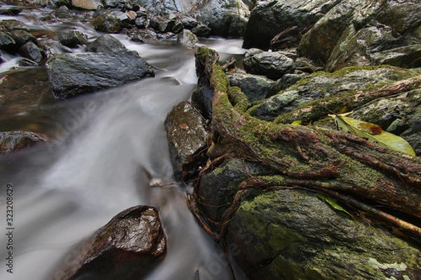 Fototapeta Long exposure close up of Wet Tropics stream with roots and rocks. Nice nature background image.