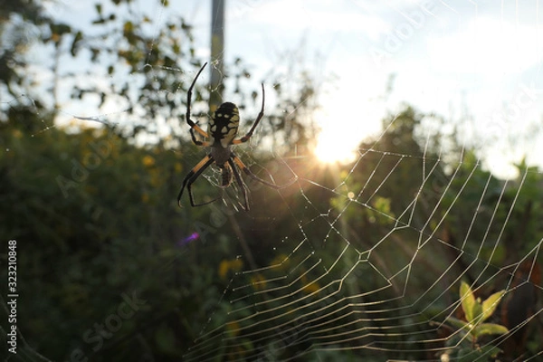 Obraz Garden Spider