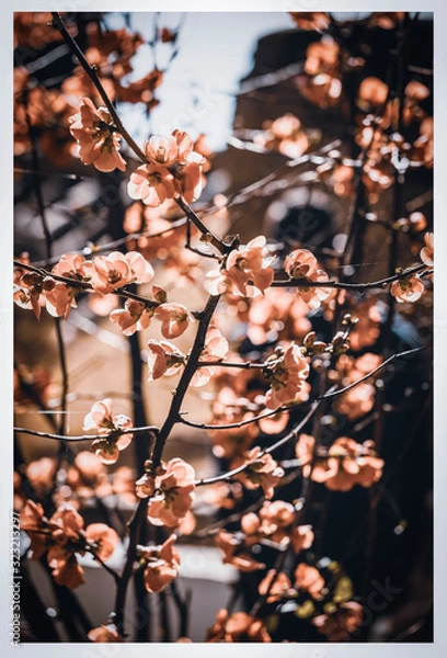 Obraz Cherry flowers tree in Granada