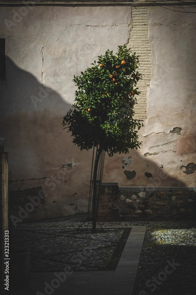 Fototapeta Orange tree in shadow and light in Granada, Spain