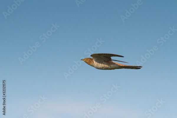 Fototapeta Common Cuckoo in flight / Cuculus canorus ( European Cuckoo)