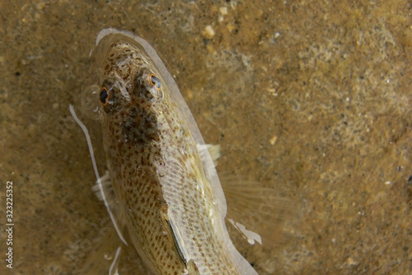 Fototapeta Tracina vipera (Echiichthys vipera) ,primo piano