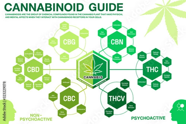 Obraz Wykres infograficzny przewodnika kannabinoidowego. pokaż główny związek kannabinoidów z konopi, konopi, marihuany lub marihuany.Zielony projekt koncepcyjny na białym tle.