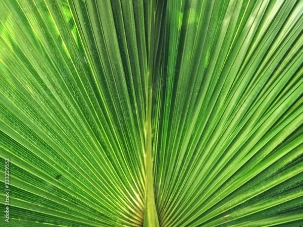 Obraz symmetric leaf