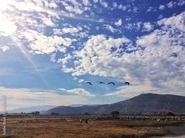 Obraz birds in the sun