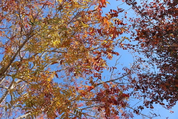 Obraz yellow tree in autumn