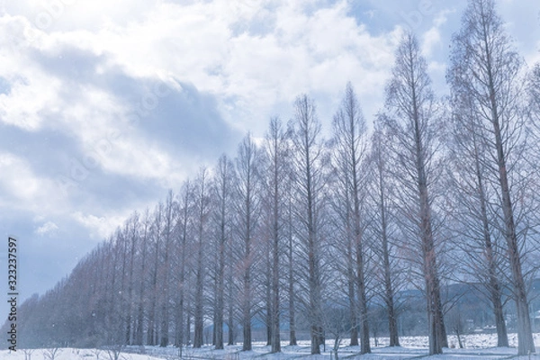 Obraz 冬のメタセコイヤ