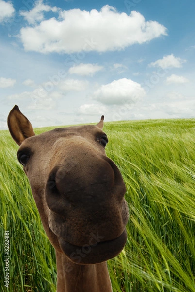 Fototapeta caballo campo