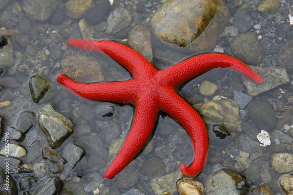 Fototapeta Bright red seastar