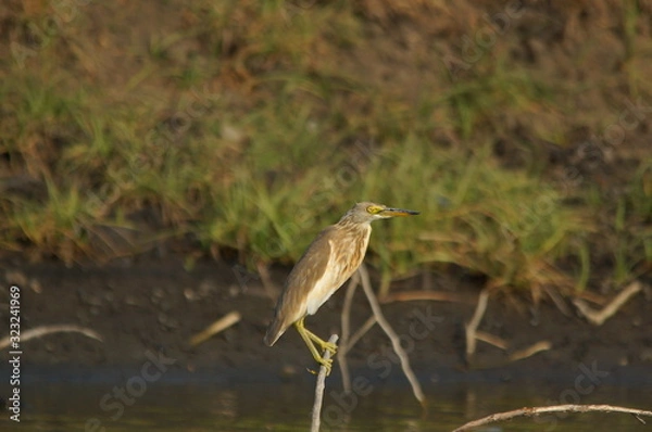 Fototapeta Javan pond heron (Ardeola speciosa) perched on a branch