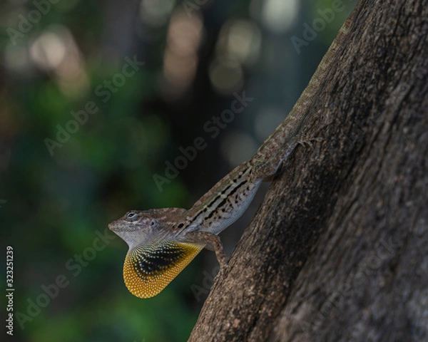 Obraz striped anole
